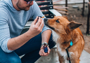 Man offering dropper to attentive brown dog