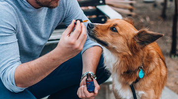 Man offering dropper to attentive brown dog