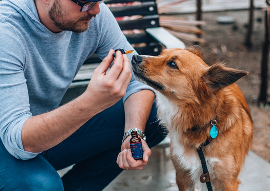 How to Give a Dog CBD Oil: Mix Hemp Extract Safely – Carbon