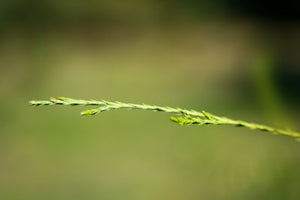 Close-up of a single grass blade