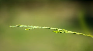Close-up of a single grass blade