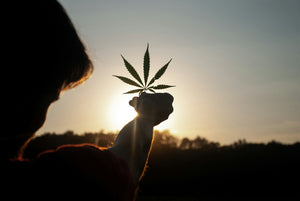 Organic Hemp Certification: What It Means & How to Verify