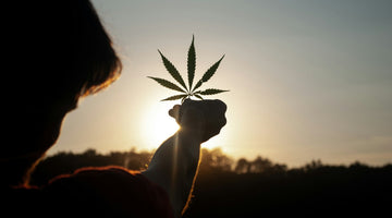 Organic Hemp Certification: What It Means & How to Verify