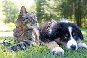 Tabby cat and puppy lying on grass