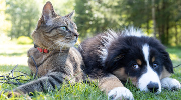 Tabby cat and puppy lying on grass