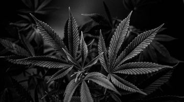 Endocannabinoid System CB1 vs CB2: Why THC Varies