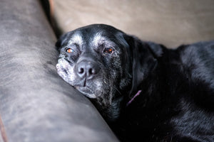 Black dog with gray muzzle lying on sofa