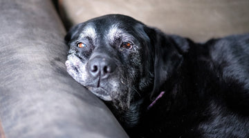 Black dog with gray muzzle lying on sofa