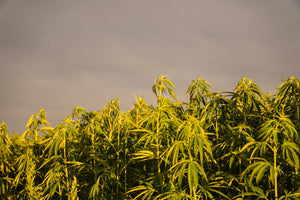 Hemp field under cloudy sky