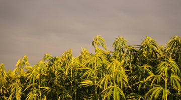 Hemp field under cloudy sky