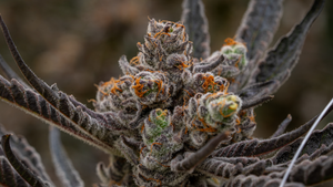 Carbon Cannabis Flower Grow